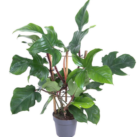 Philodendron squamiferum