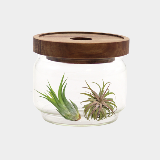 Air Plants In Mini Jar