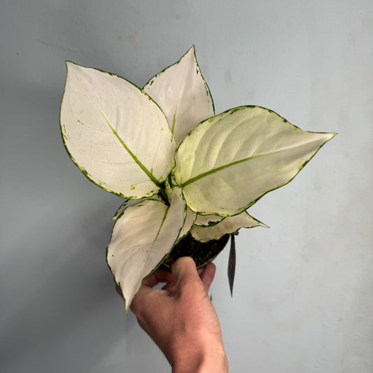 Aglaonema White Joy