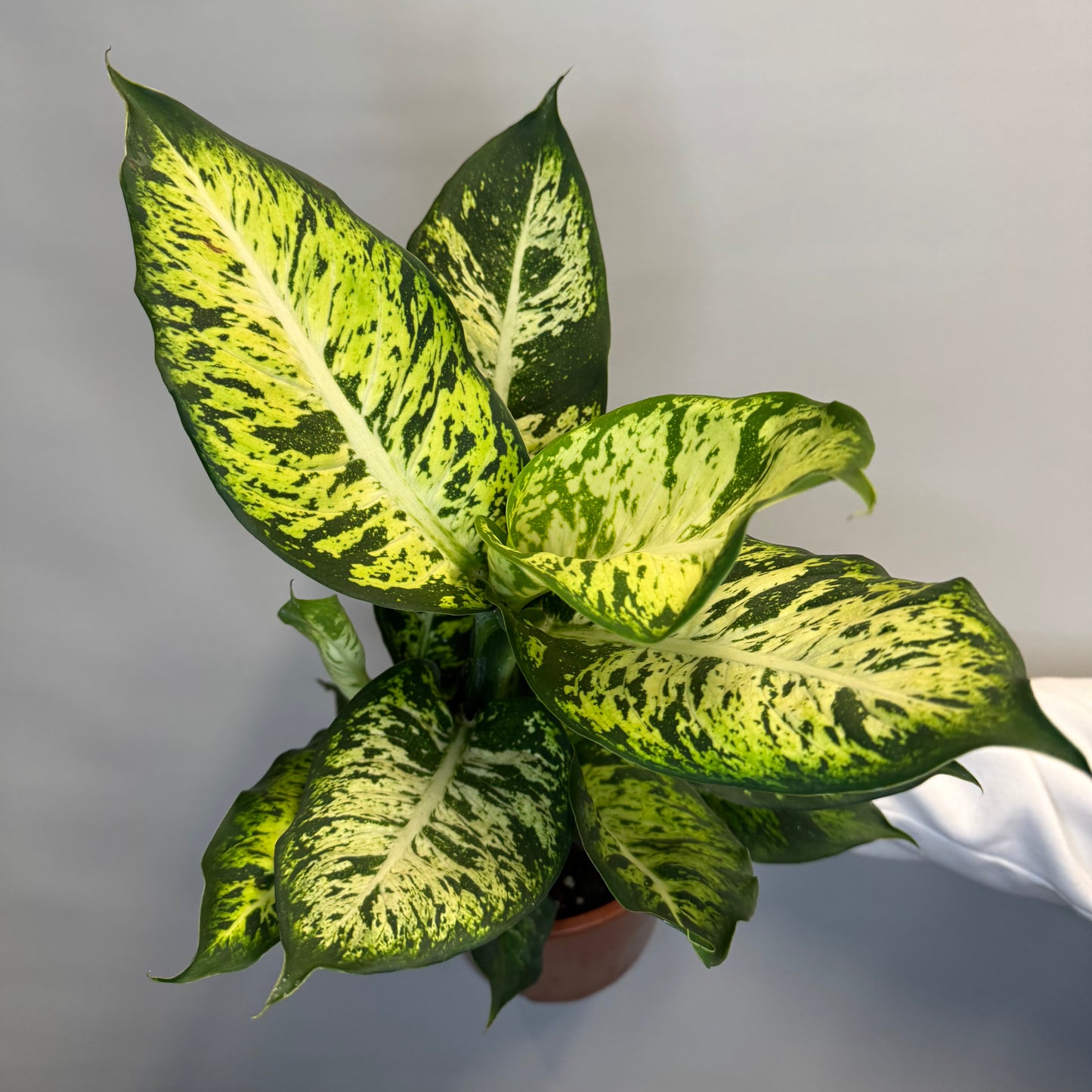 Dieffenbachia Sublime