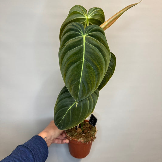 Black Gold Philodendron