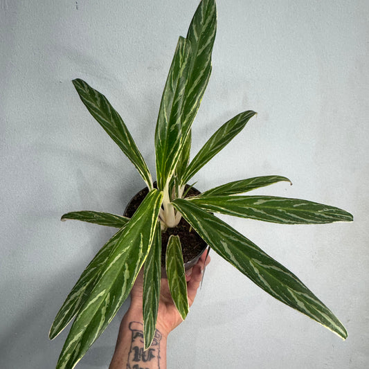 Aglaonema Zebra Feathers