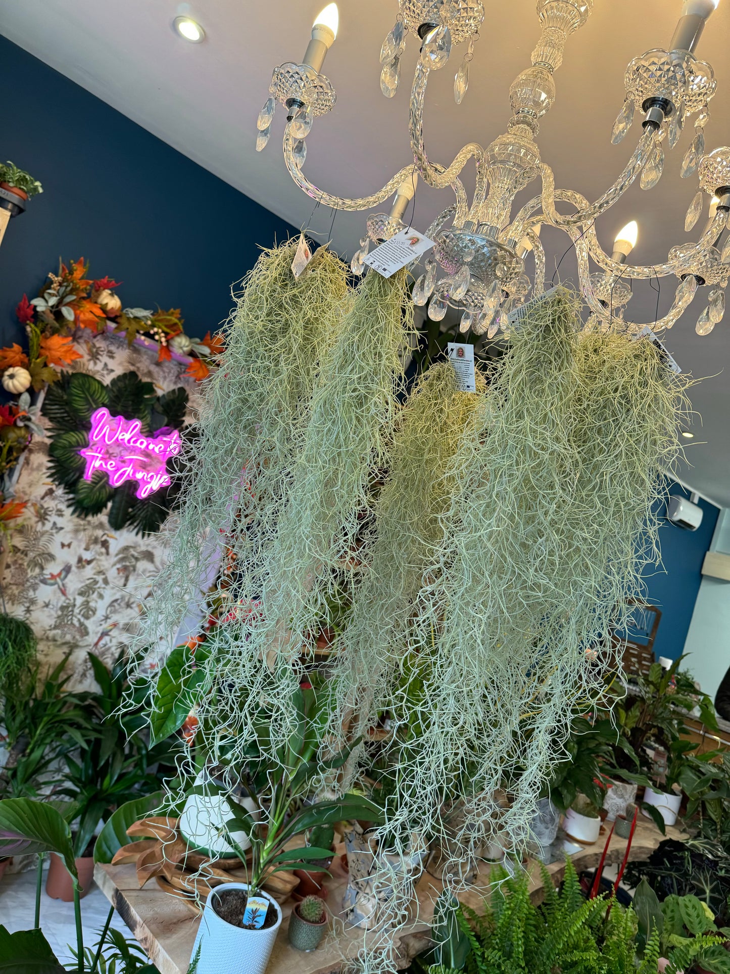 Spanish Moss - 50-75cm