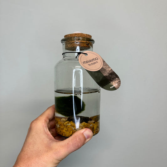 Large - Marimo Moss Ball - In Glass Jar