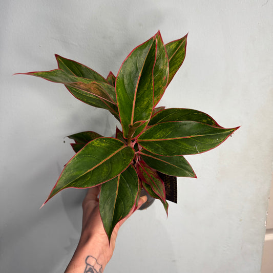 Aglaonema Crete