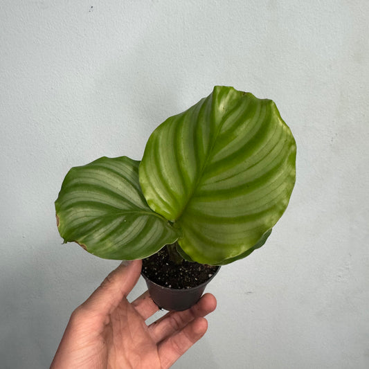 Mini - Calathea Orbifolia
