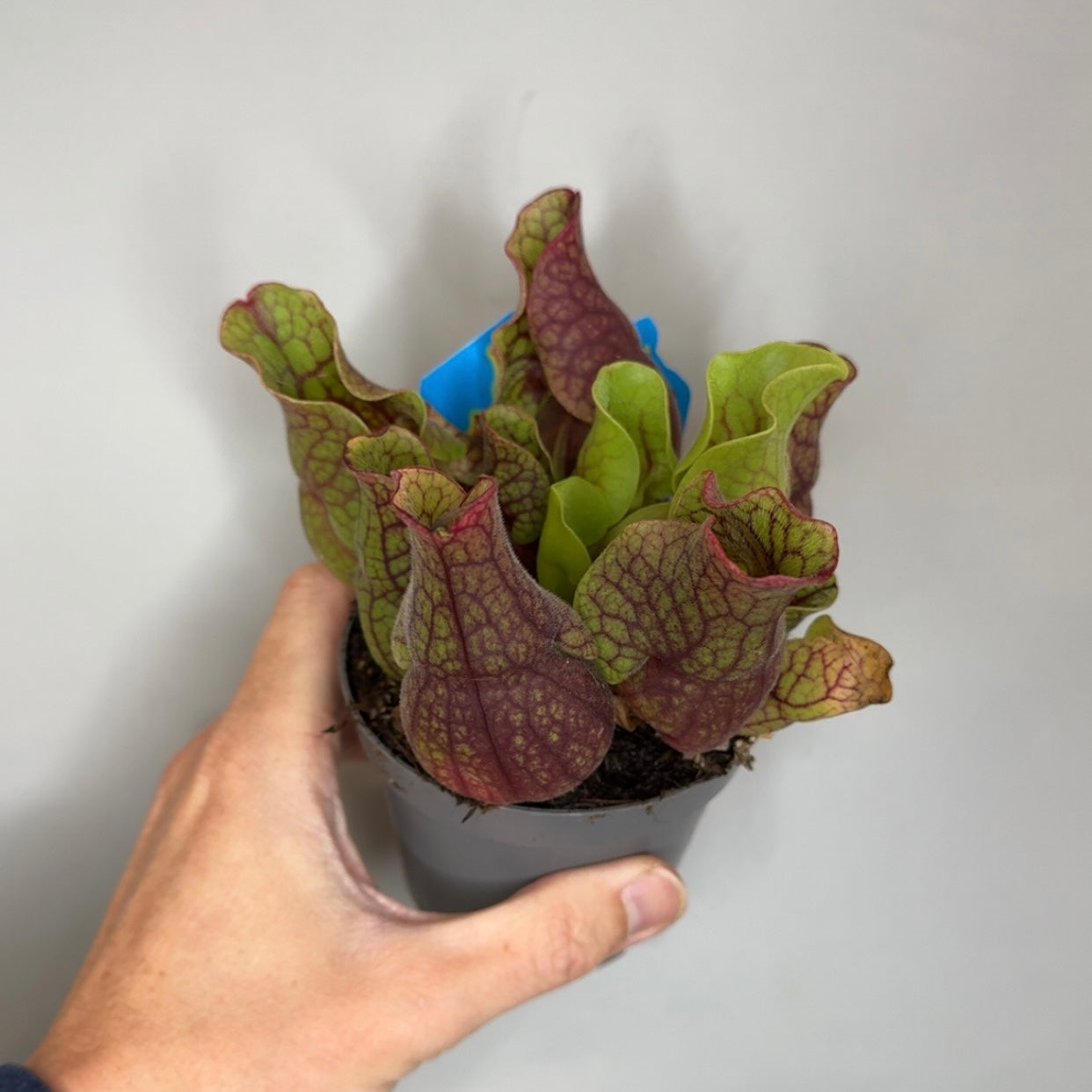 Sarracenia Pitcher Plants - Mixed