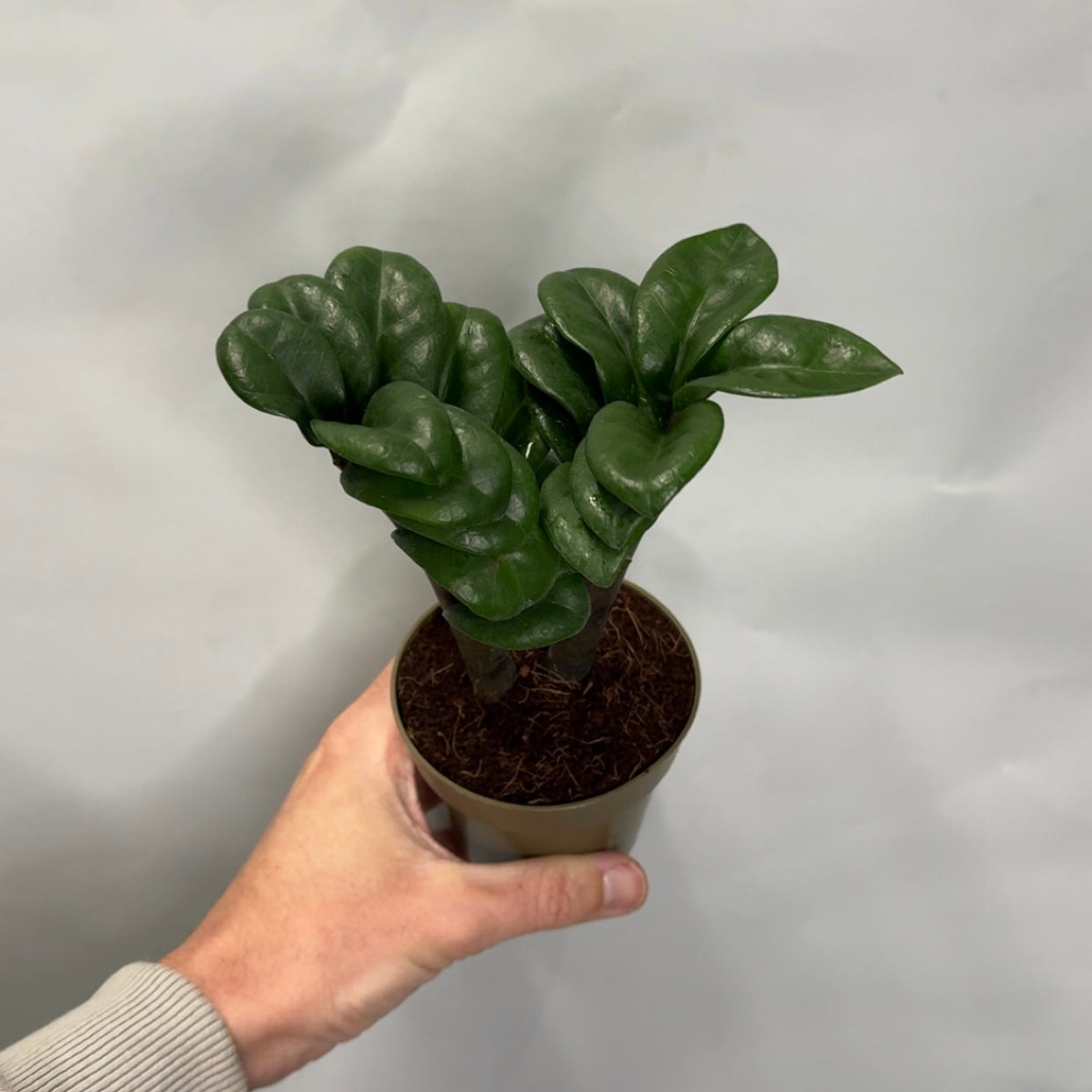 ZZ - Zamioculcas Zamiifolia Zenzi