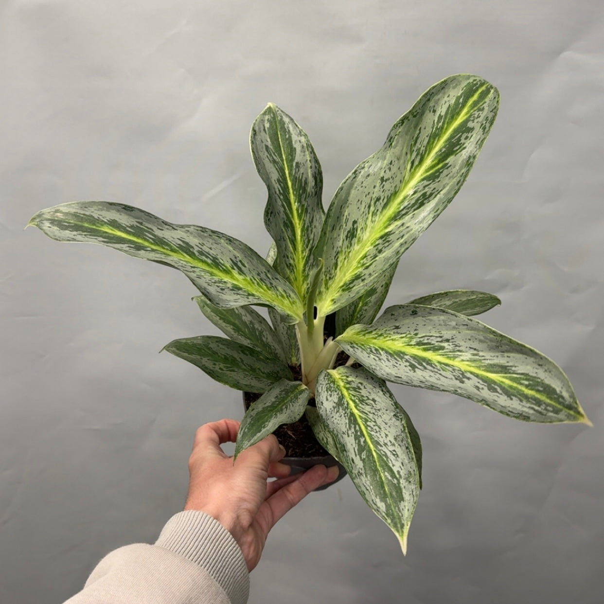 Aglaonema - Emerald Stone