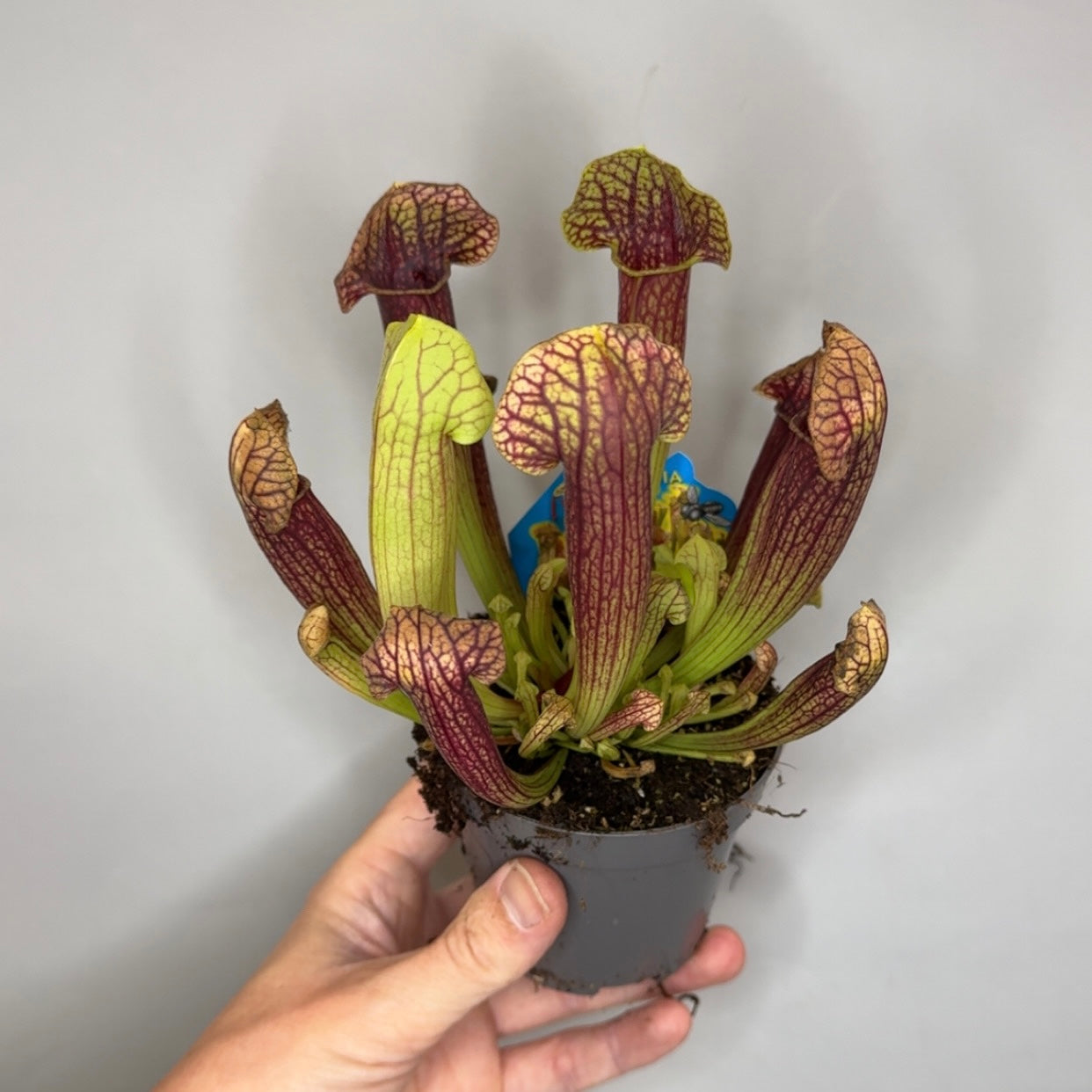 Sarracenia Pitcher Plants - Mixed
