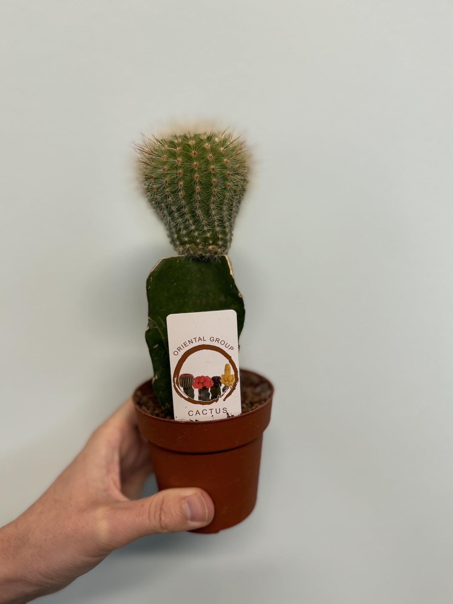 Mini Gymnocalycium Cactus - Colour Varieties