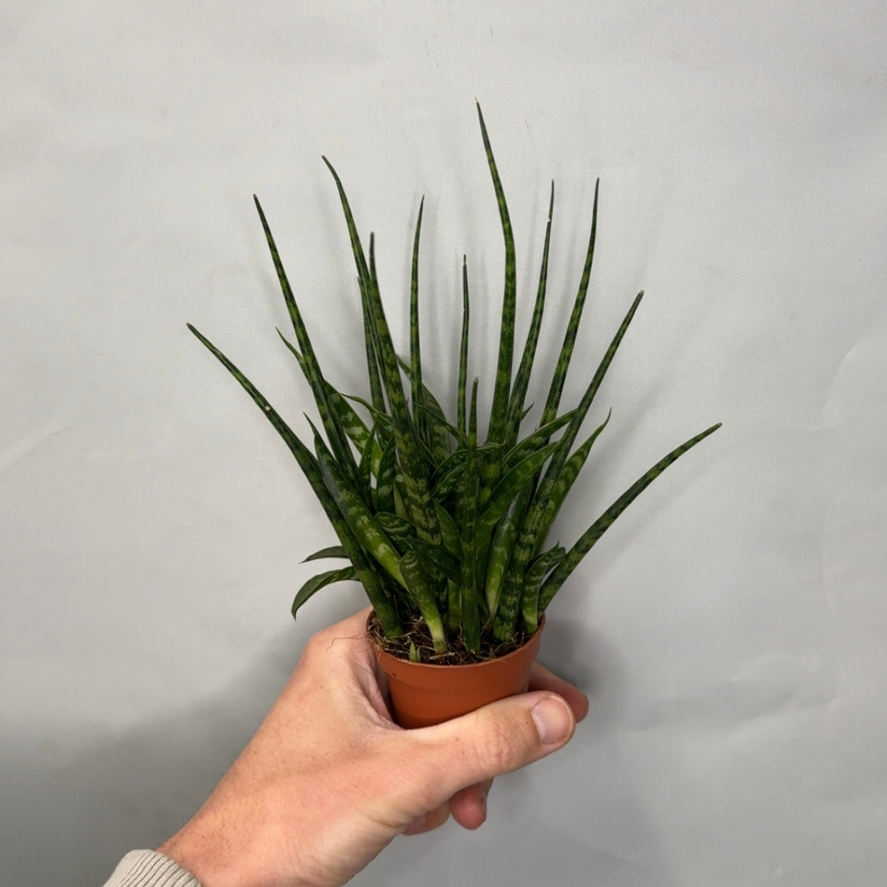 Mini - Sansevieria Fernwood Punk