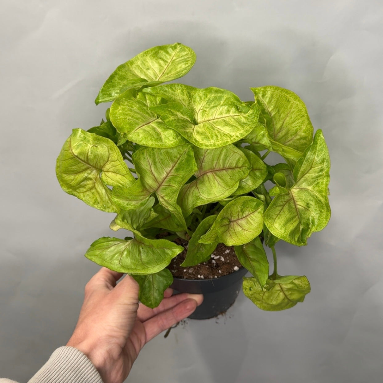 Syngonium Golden Feel Green