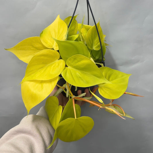 Hanging - Philodendron Micans Lime