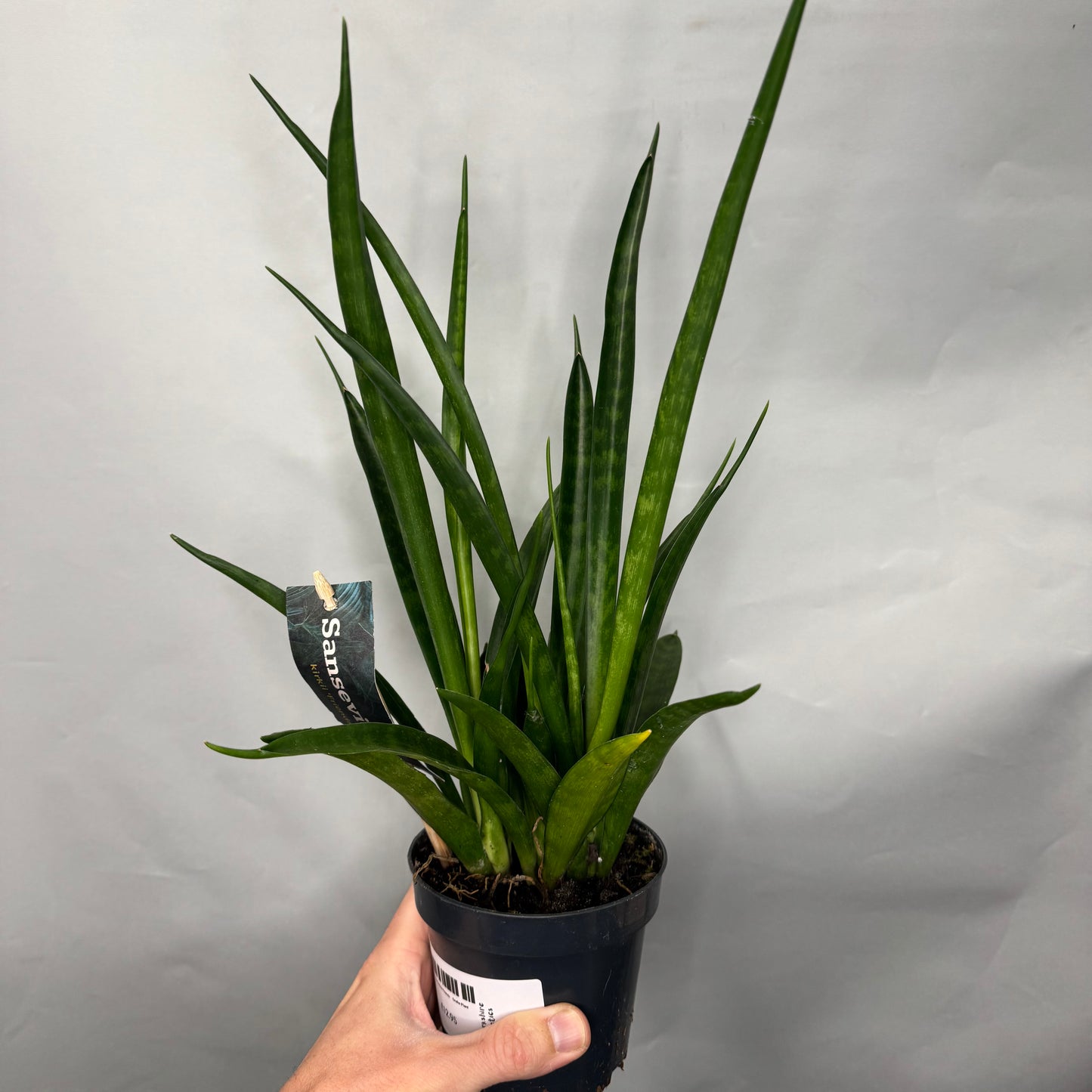Sansevieria Kirkii Friends  - Snake Plant