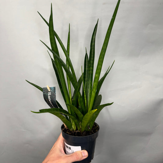 Sansevieria Kirkii Friends  - Snake Plant