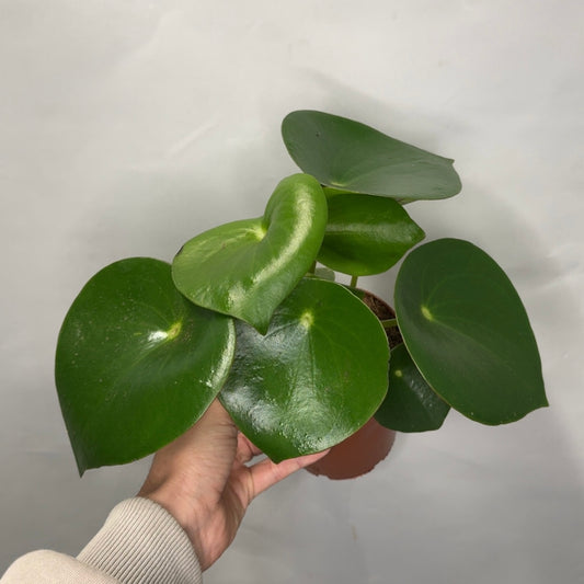 Raindrop Peperomia