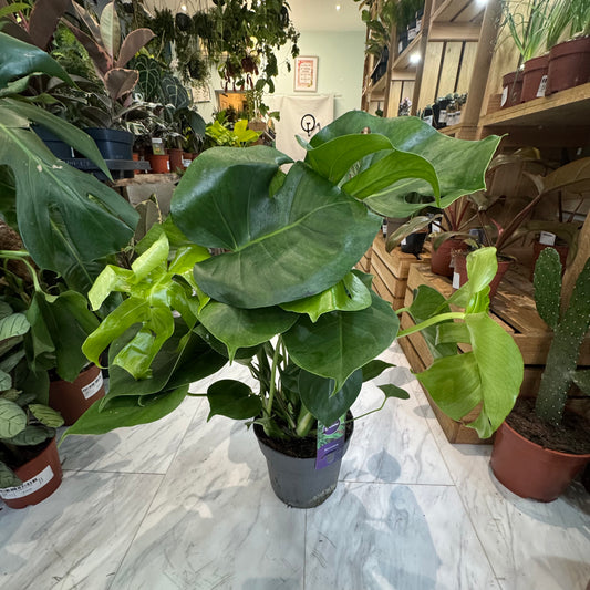 Large Monstera Deliciosa - Swiss Cheese Plant