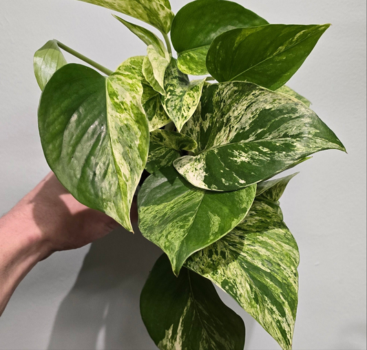 Marble Queen Pothos