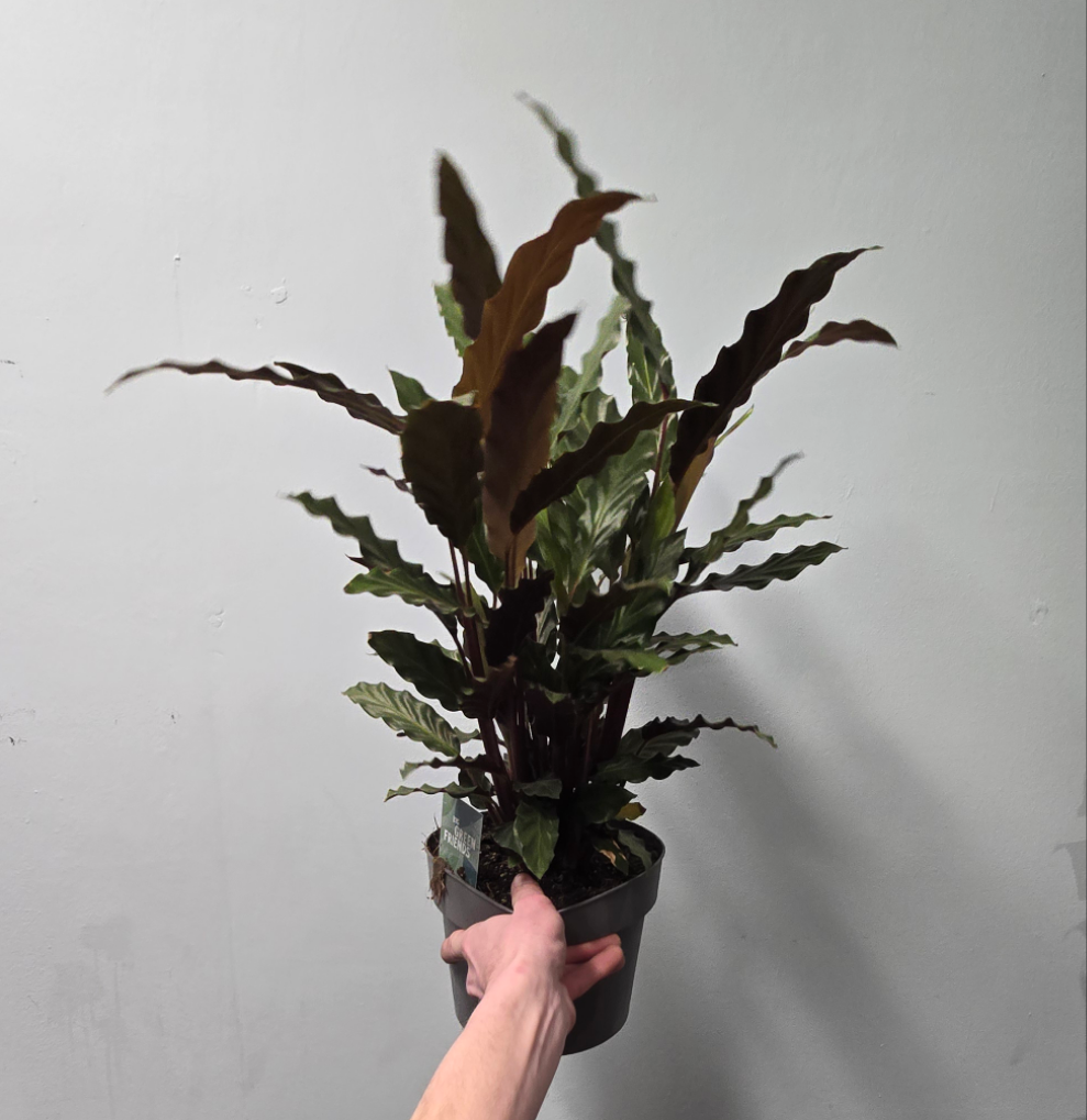 Calathea Rufibarba - Velvet - 60cm