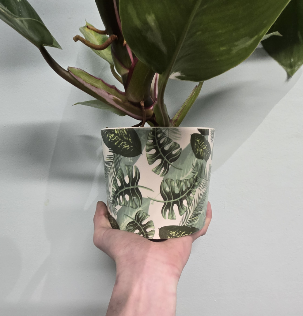 Philodendron White Princess - 40cm & Ceramic Pot