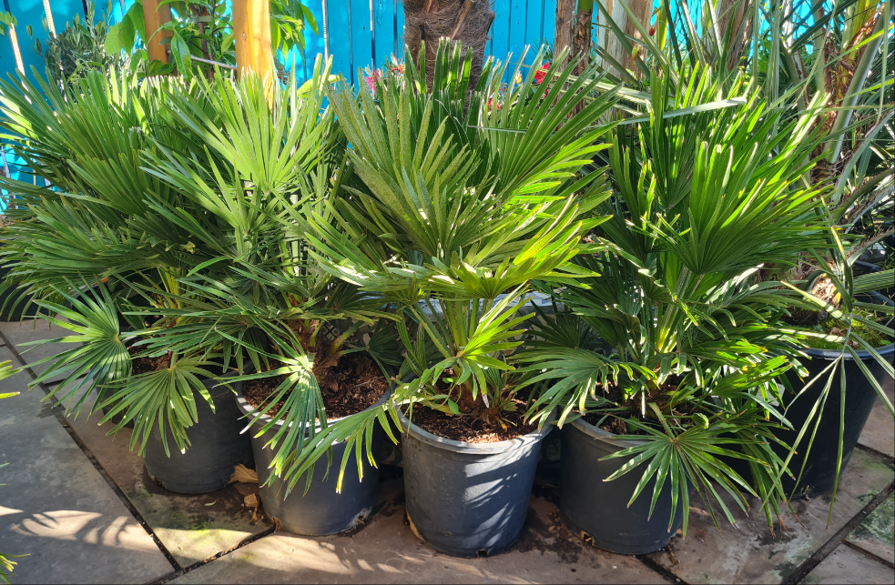 Chamaerops humilis Vulcano