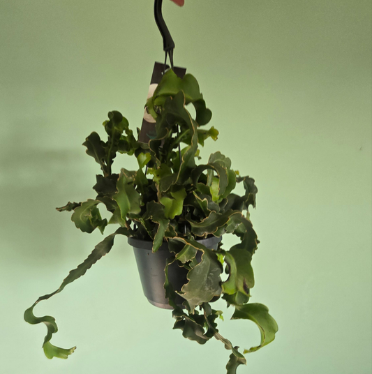 Hanging Epiphyllum - Orchid Cactus