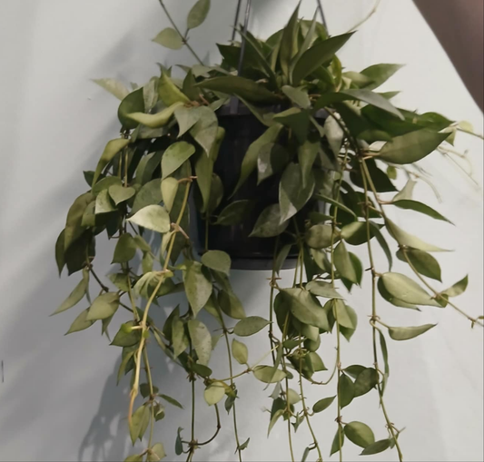 Hanging - Hoya Carnosa