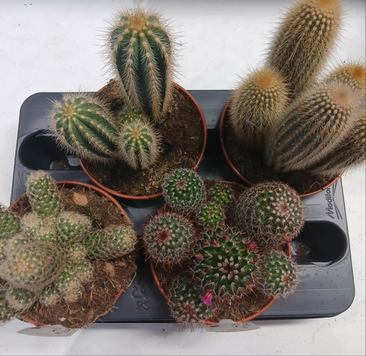 Mixed Cactus - 15cm pots