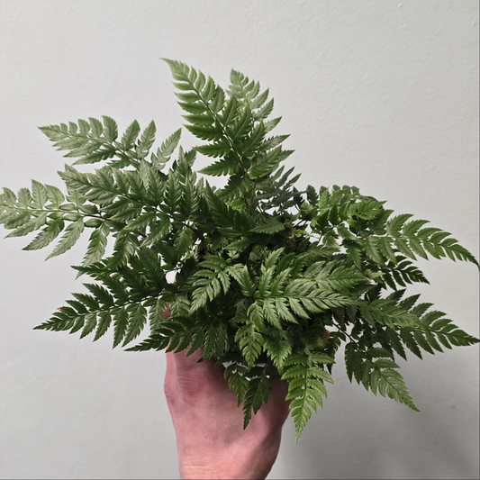 Small Athyrium Fern
