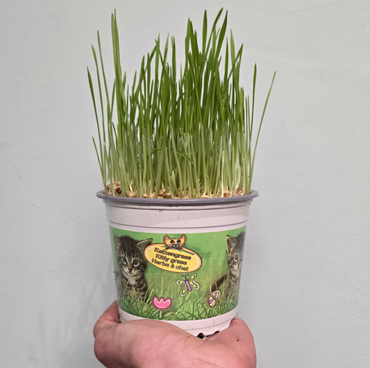 Cat Grass - Hordeum Vulgare