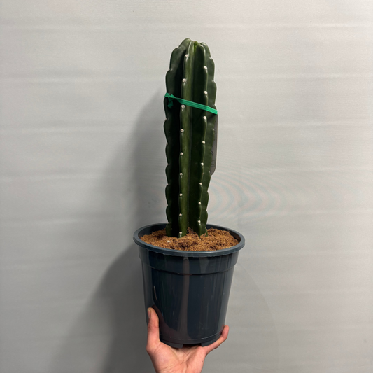 Large Cuddly Cactus - Cereus Jamacaru