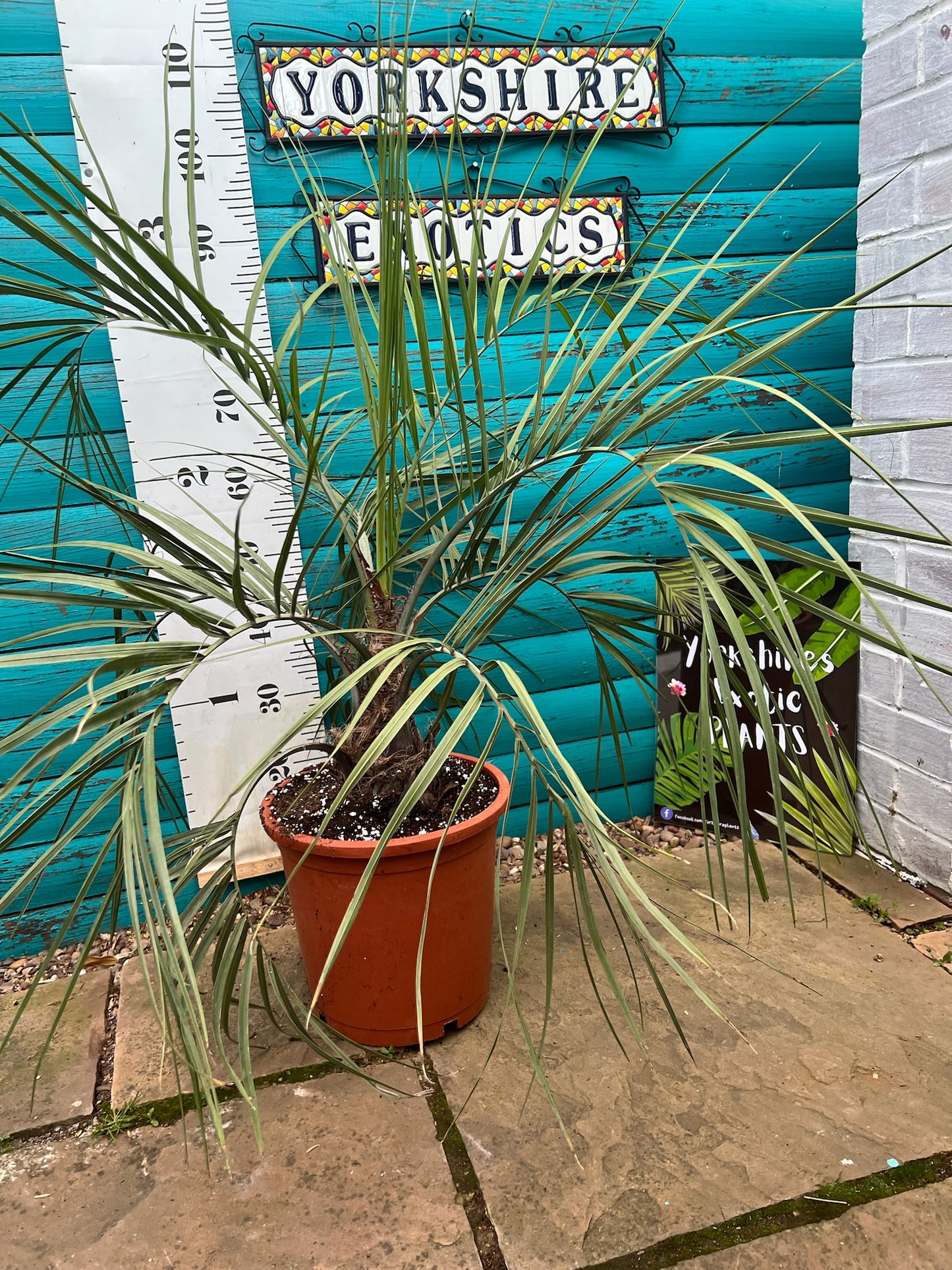 Butia Capitata (odarata)