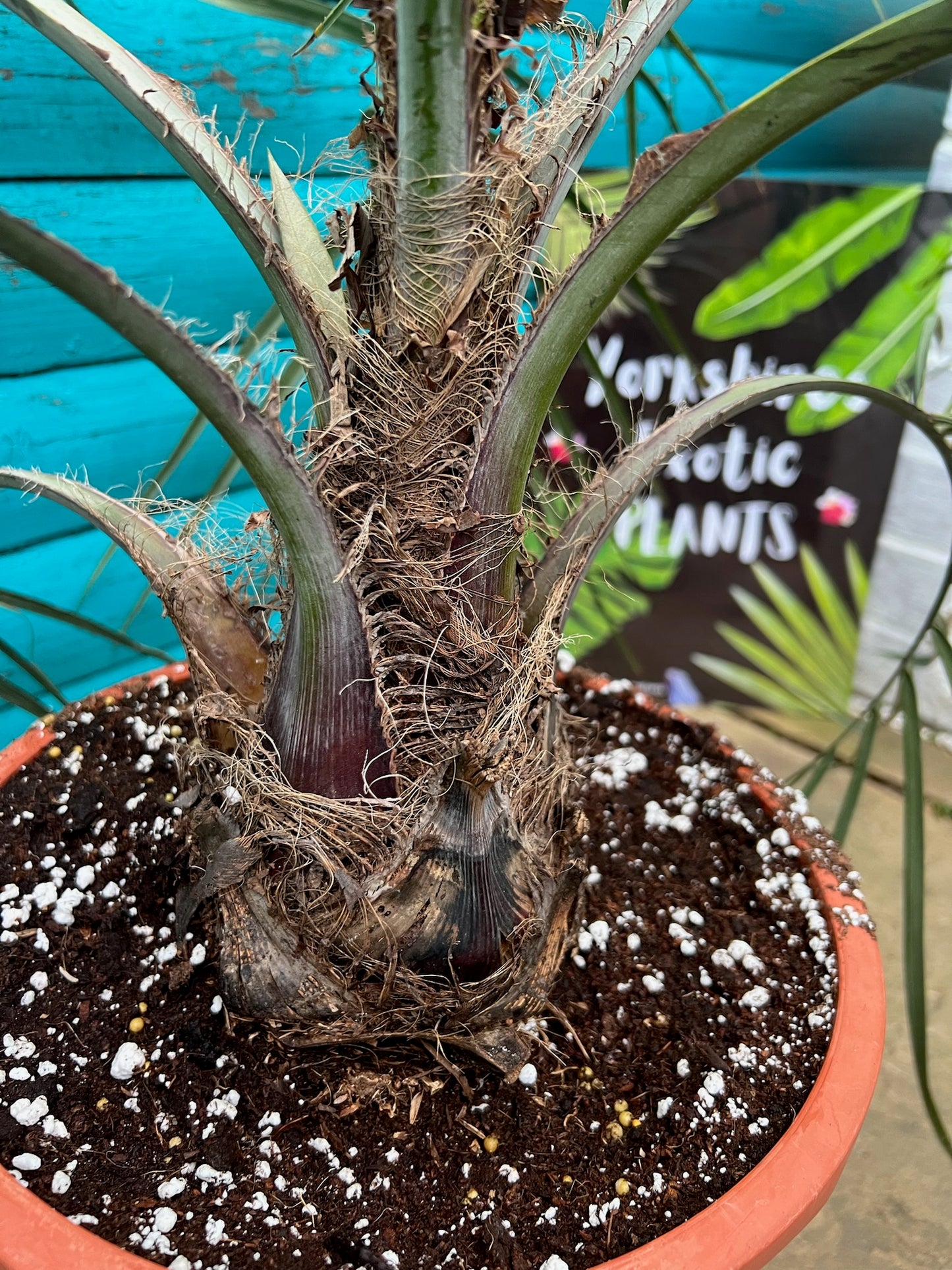 Butia Capitata (odarata)