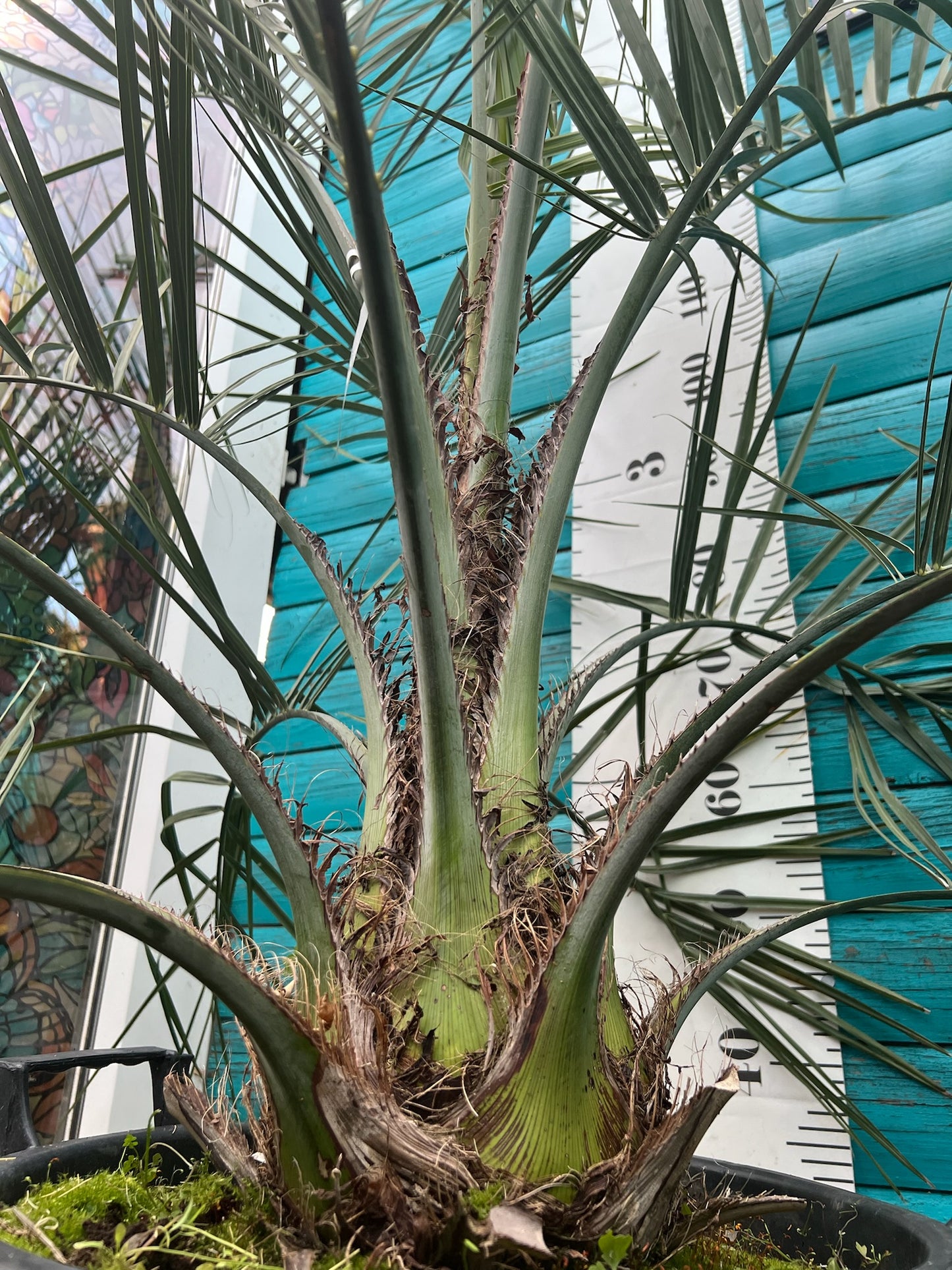 Butia Capitata (odarata)