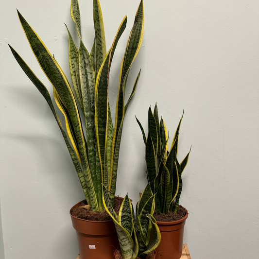 Snake Plant