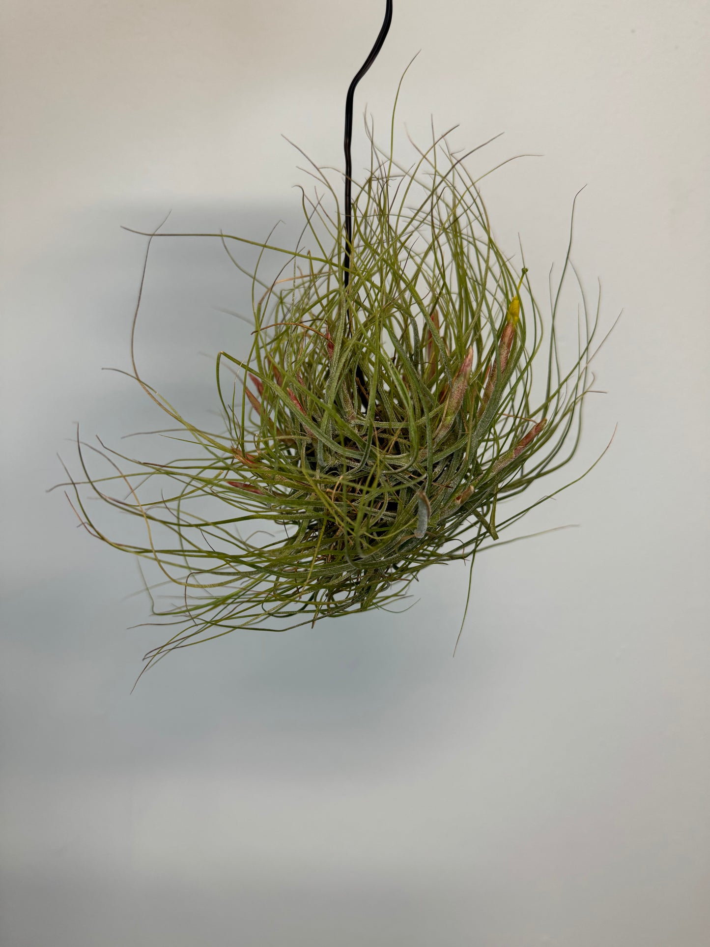 Air Plants - Tillandsia