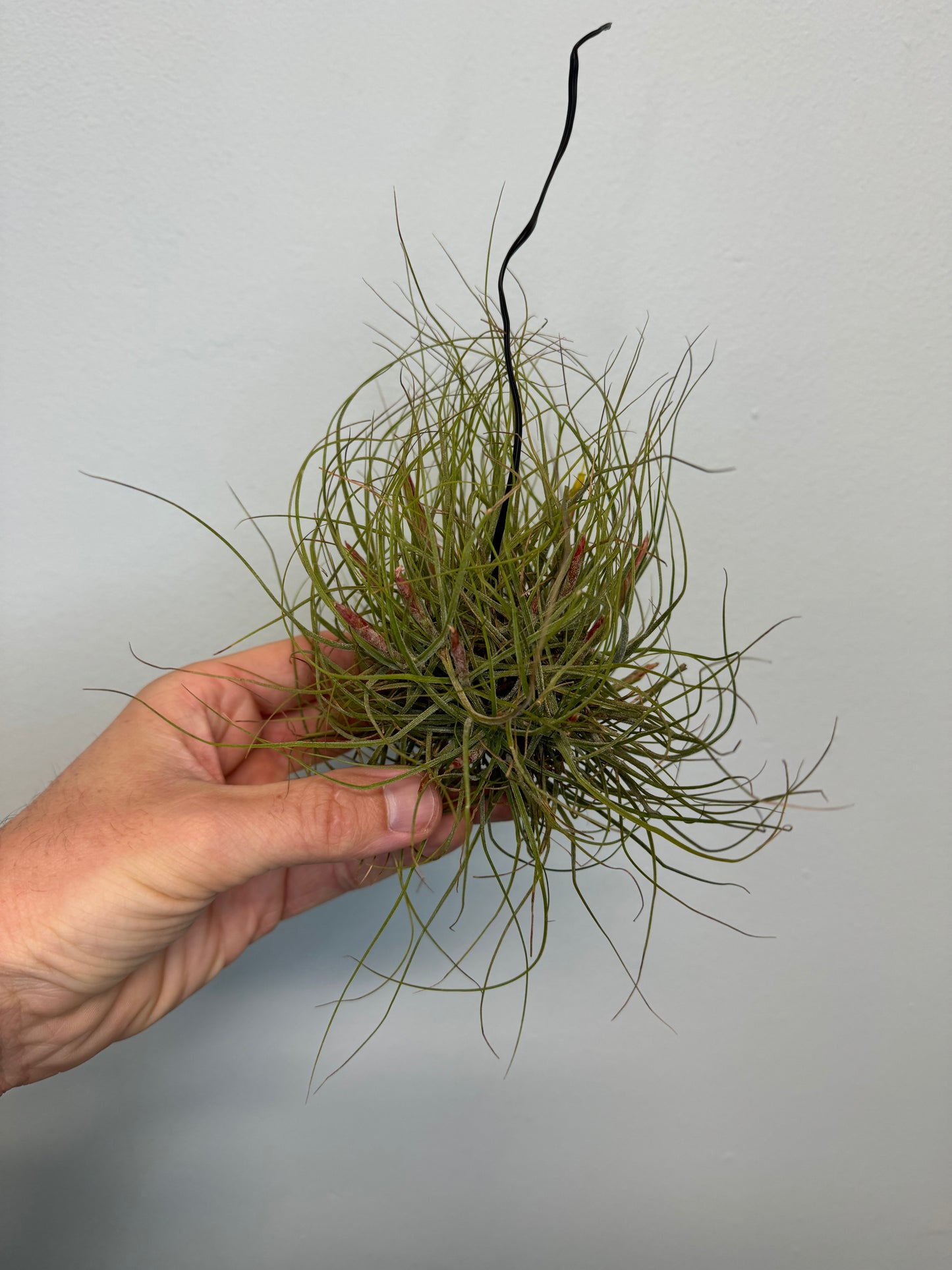 Air Plants - Tillandsia