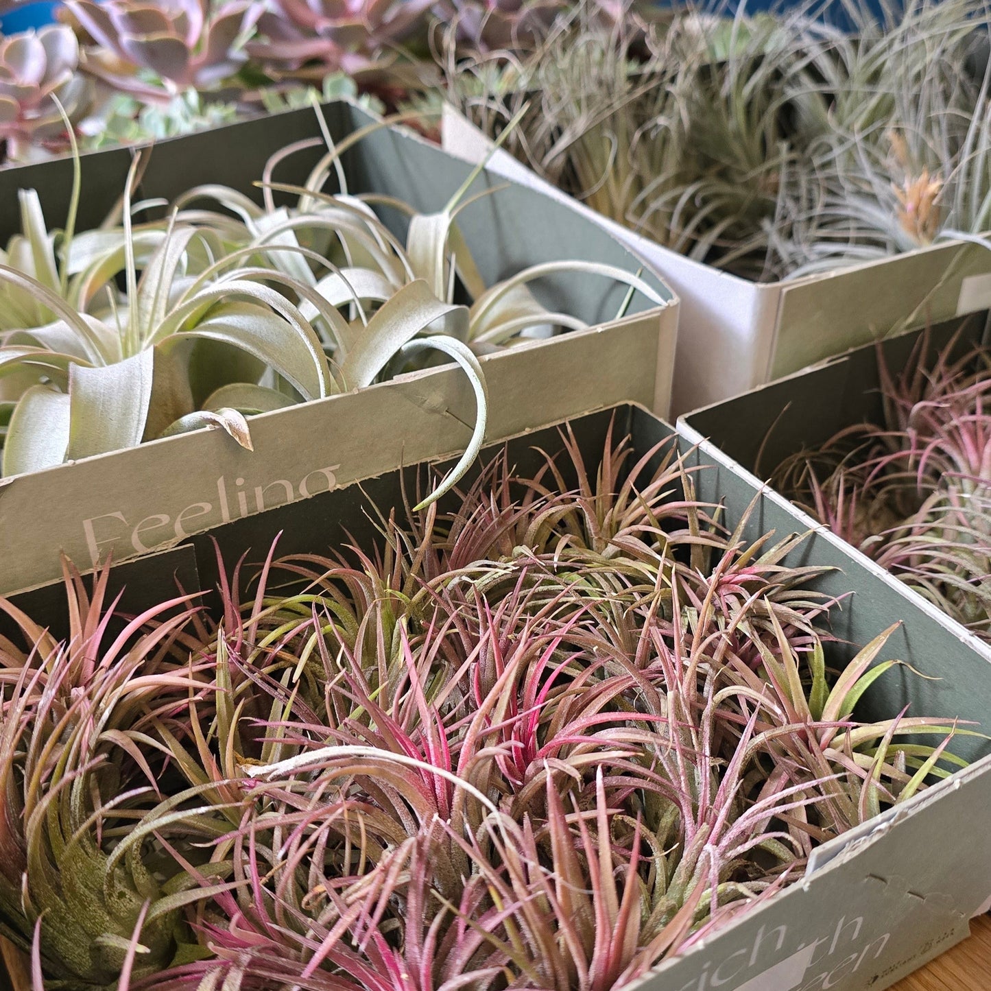 Air Plants - Tillandsia