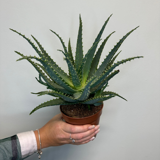 Aloe Vera