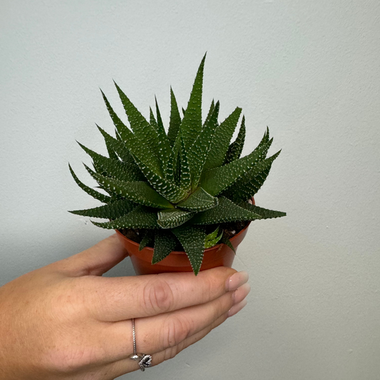 Small Aloe Vera (Variety)