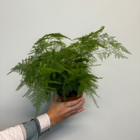 Asparagus Fern