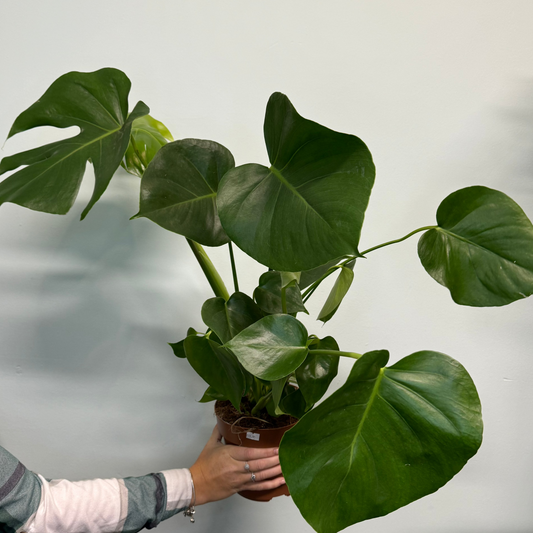 Swiss Cheese Plant (Monstera Deliciosa)