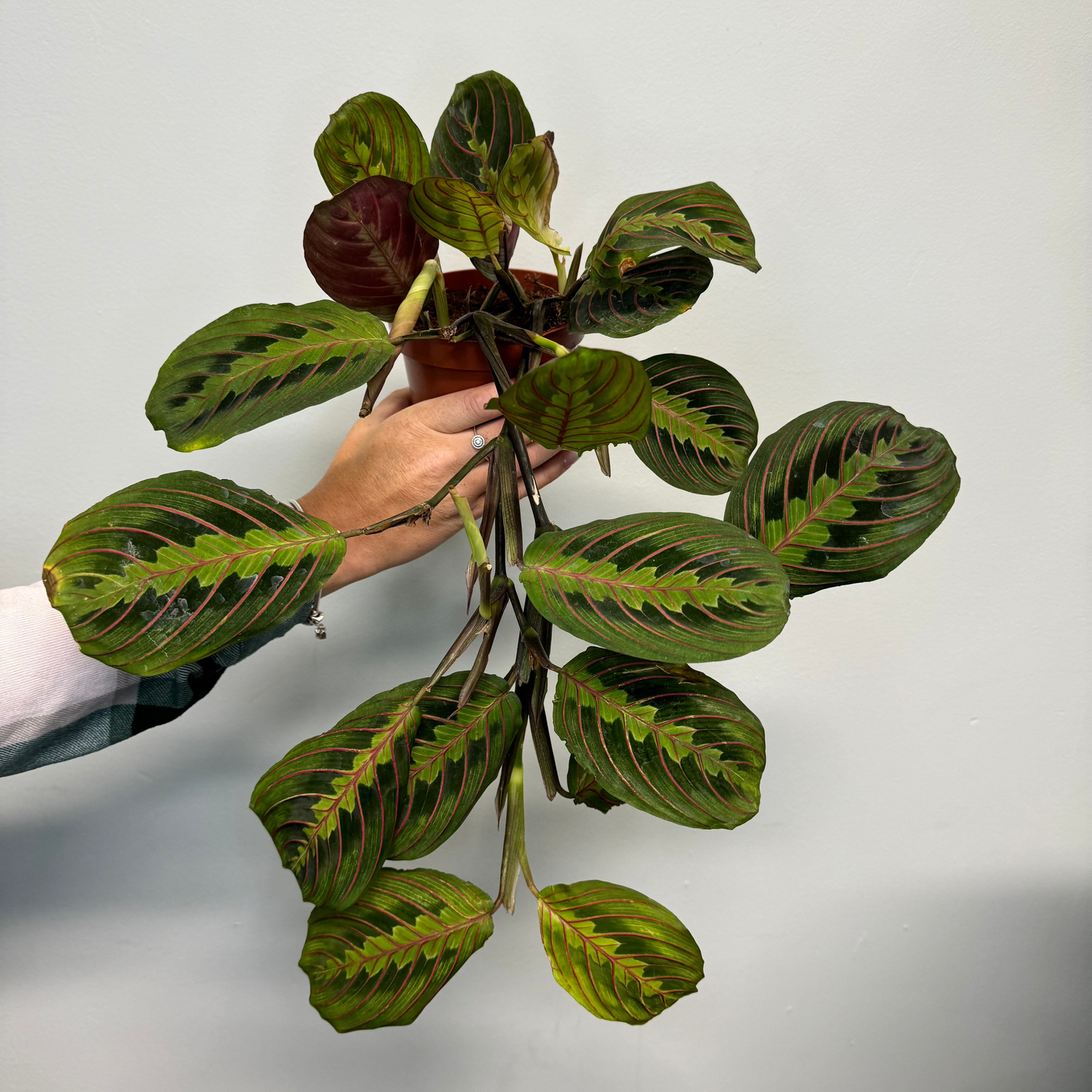 Maranta - Red stripe Prayer plant