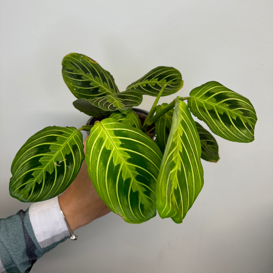 Maranta - Lemon Lime