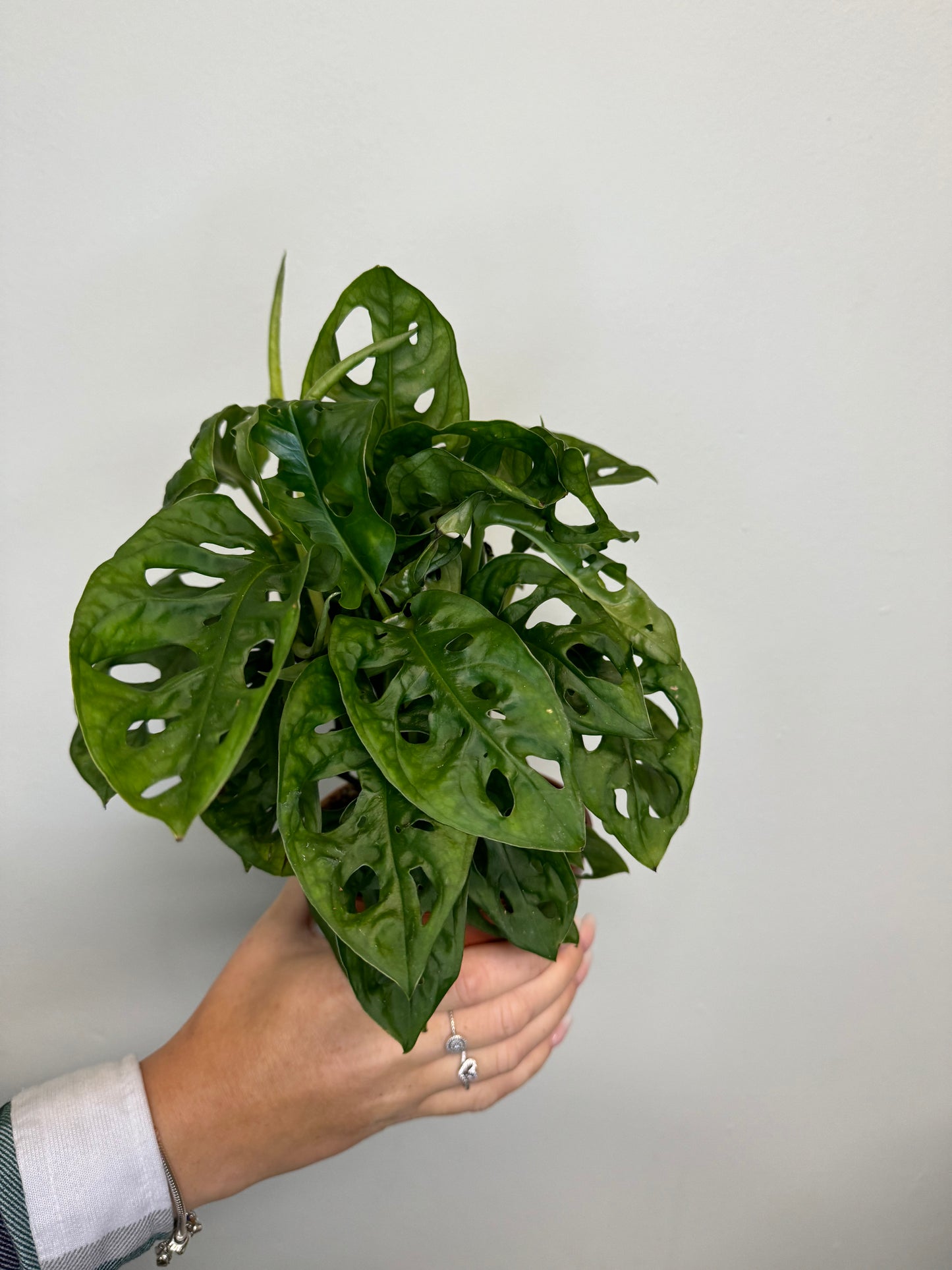 Monstera Monkey Mask