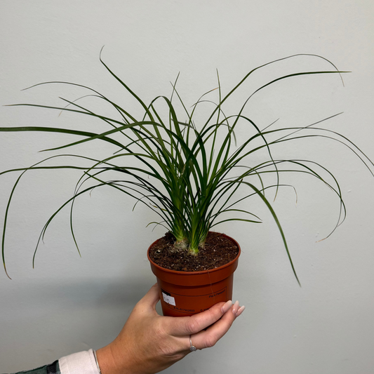 Nolina - Ponytail Palm