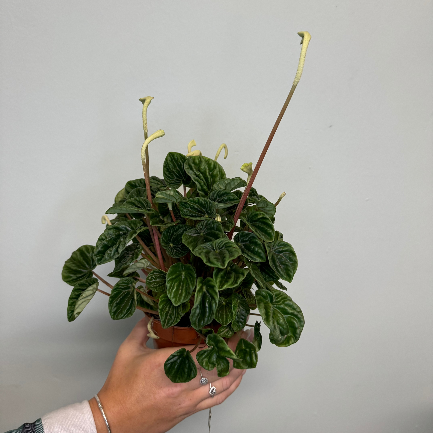 Peperomia Caperata