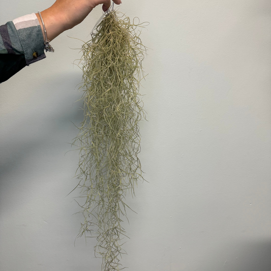 Spanish Moss - 50-75cm