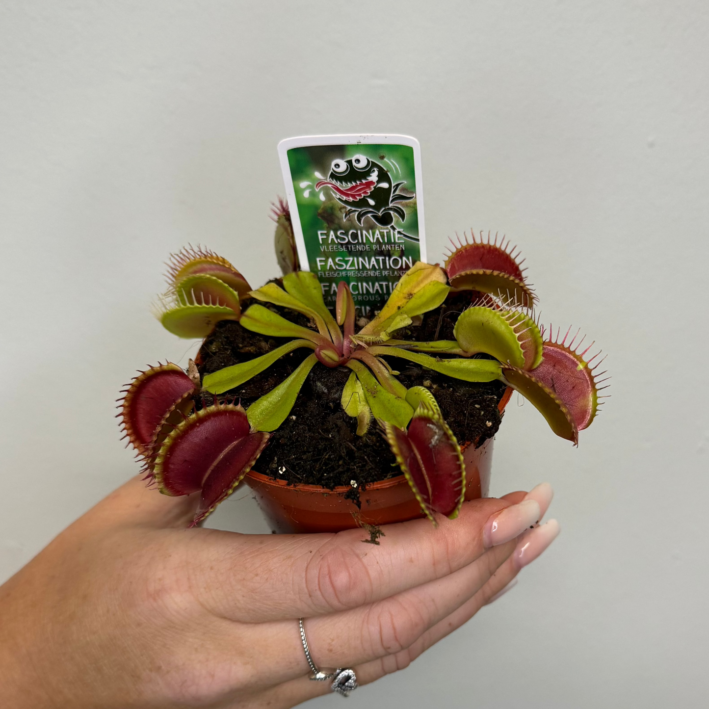 Venus fly Traps